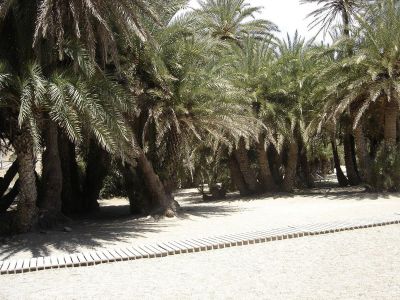 1200px Vai palm forest